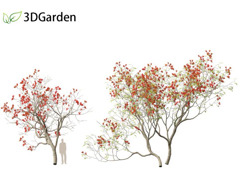 HighPolyLowPoly Erythrina variegata - &Aacute;rvore de coral variegada indiana Modelo 3D