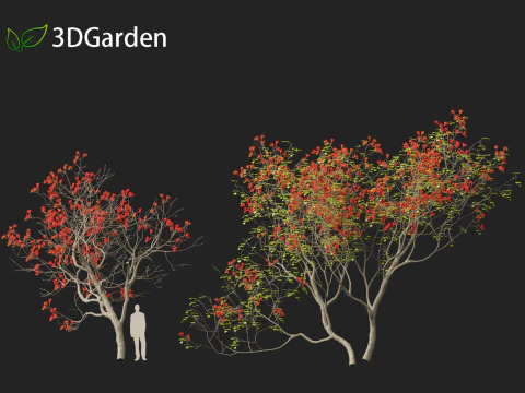 HighPolyLowPoly Erythrina variegata - &Aacute;rvore de coral variegada indiana Modelo 3D