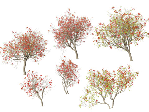 HighPolyLowPoly Erythrina variegata - Indian Variegated Coral Tree 3Dモデル