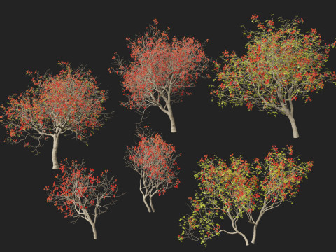 HighPolyLowPoly Erythrina variegata - Indian Variegated Coral Tree 3Dモデル