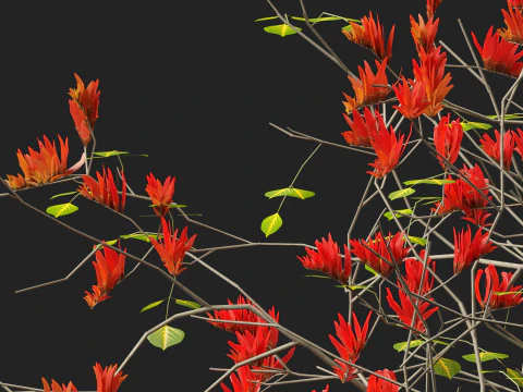 HighPolyLowPoly Erythrina variegata - &Aacute;rvore de coral variegada indiana Modelo 3D