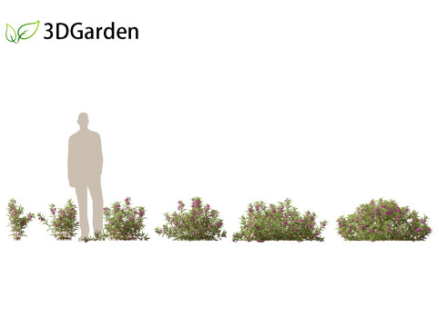HighpolyLow Poly Impatiens balsamina - Garden balsam 3D Model