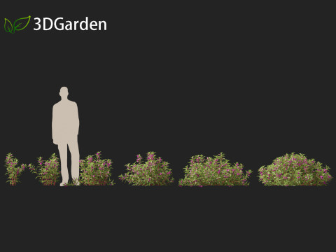 HighpolyLow Poly Impatiens balsamina - Garden balsam 3D Model