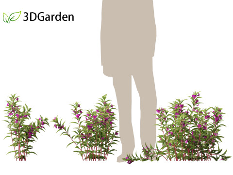 HighpolyLow Poly Impatiens balsamina - Garden balsam 3D Model