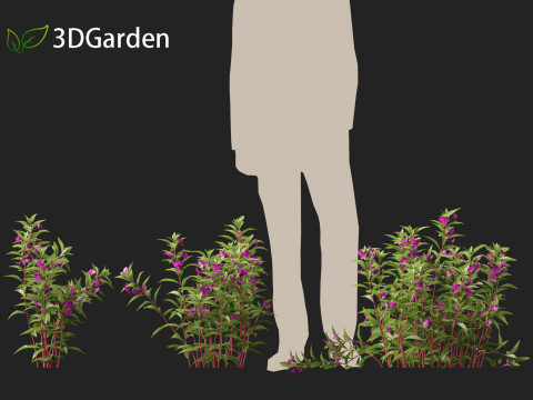 HighpolyLow Poly Impatiens balsamina - Garden balsam 3D Model