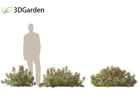 HighpolyLow Poly Impatiens balsamina - Garden balsam 3D Model