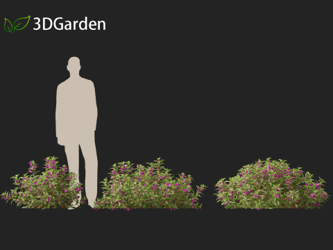 HighpolyLow Poly Impatiens balsamina - Garden balsam 3D Model