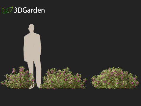 हाईपोलीलो पॉली इम्पेतिन्स बाल्सामिना - गार्डन बाल्साम 3D मॉडल