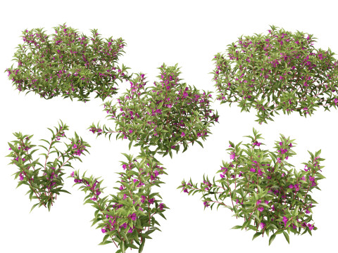 HighpolyLow Poly Impatiens balsamina - Garden balsam 3D Model