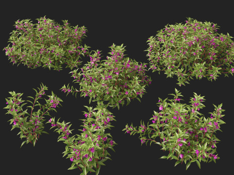 HighpolyLow Poly Impatiens balsamina - Garden balsam 3D Model