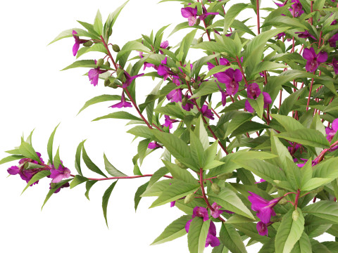HighpolyLow Poly Impatiens balsamina - Garden balsam 3D Model