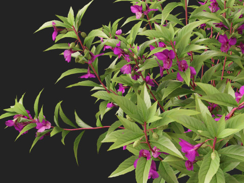 HighpolyLow Poly Impatiens balsamina - Garden balsam 3D Model