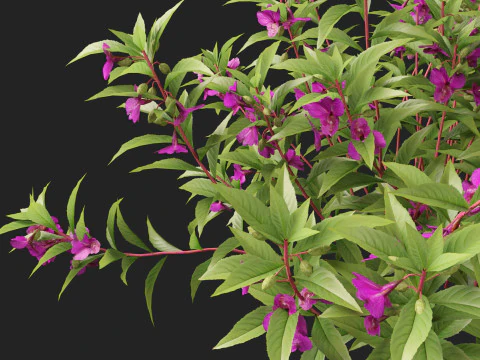 हाईपोलीलो पॉली इम्पेतिन्स बाल्सामिना - गार्डन बाल्साम 3D मॉडल