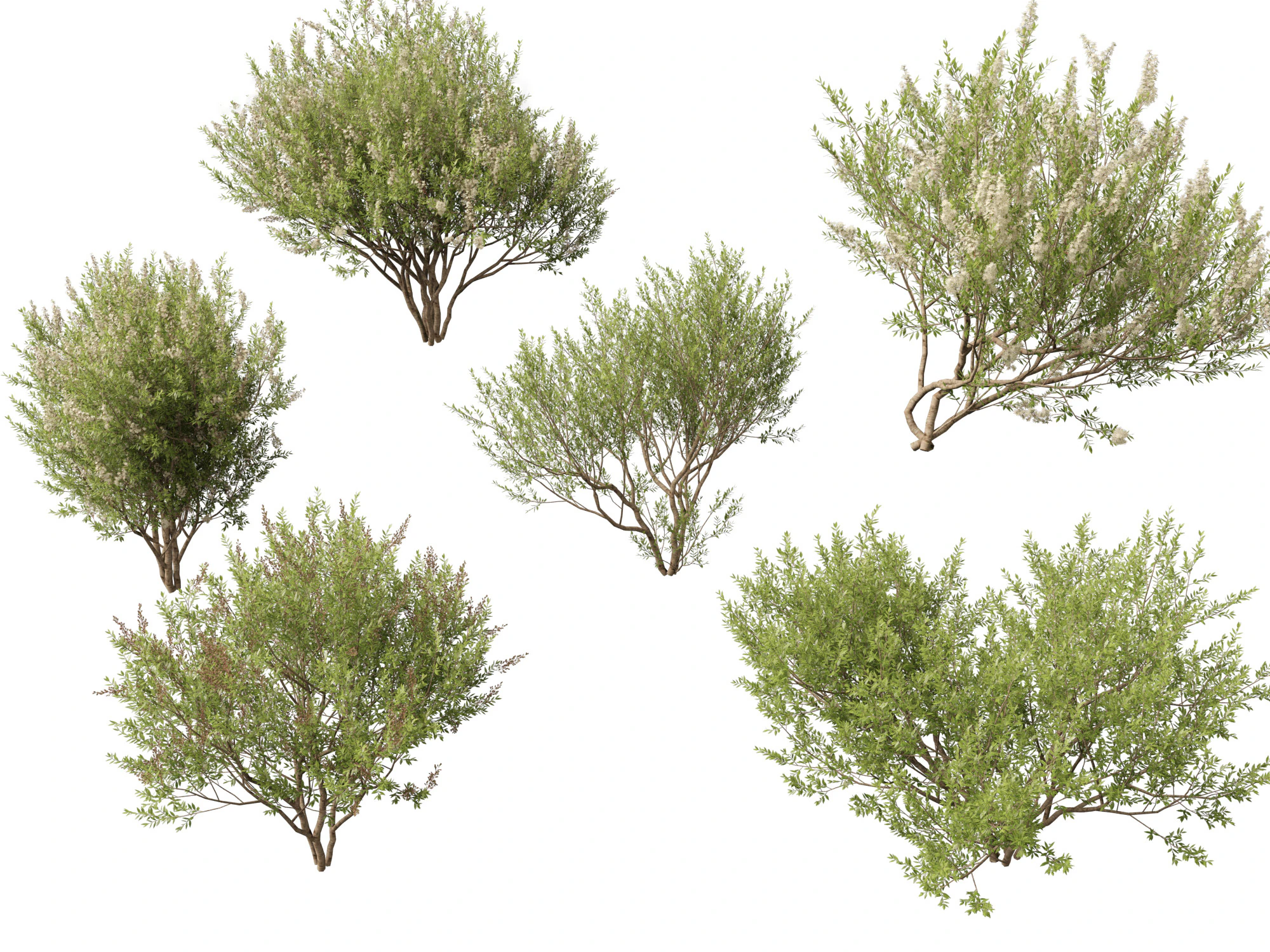 HighpolyLow Poly Lawsonia Inermis - Henna Tree 3D Model .c4d .max .obj .3ds .fbx .stl .blend 