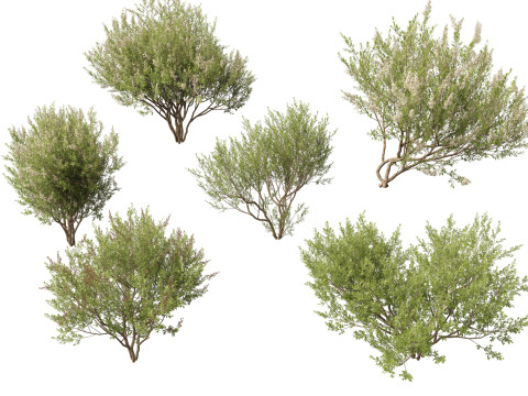 HighpolyLow Poly Lawsonia Inermis - Henna Tree 3D Model