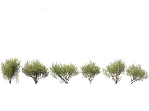 HighpolyLow Poly Lawsonia Inermis - Henna Tree 3D Model