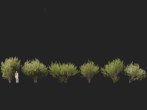 HighpolyLow Poly Lawsonia Inermis - Henna Tree 3D Model