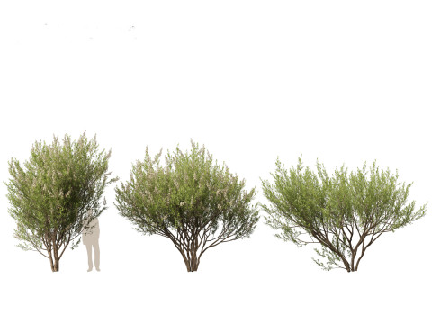 HighpolyLow Poly Lawsonia Inermis - Henna Tree 3D Model
