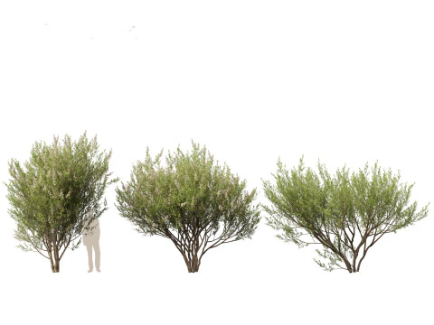 HighpolyLow Poly Lawsonia Inermis - Henna Tree 3D Model