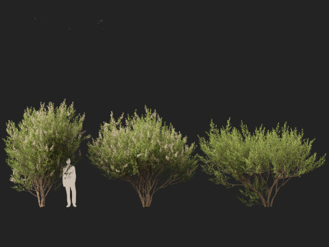 HighpolyLow Poly Lawsonia Inermis - Henna Tree 3D Model