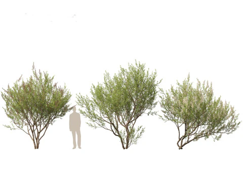 HighpolyLow Poly Lawsonia Inermis - Henna Tree 3D Model
