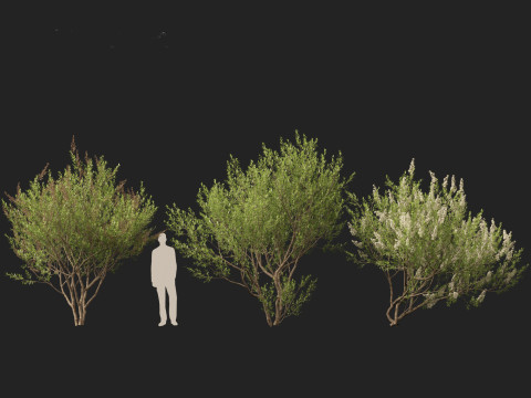 HighpolyLow Poly Lawsonia Inermis - Henna Tree 3D Model
