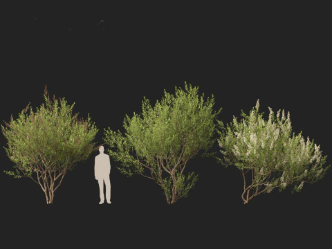 HighpolyLow Poly Lawsonia Inermis - Henna Tree 3D Model