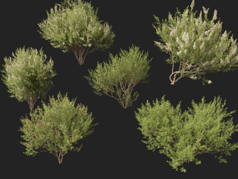 HighpolyLow Poly Lawsonia Inermis - Henna Tree 3D Model