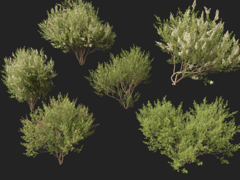 HighpolyLow Poly Lawsonia Inermis - Henna Tree 3D Model