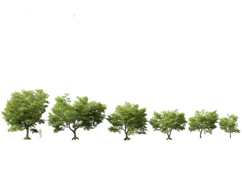 HighPolyLowPoly Millettia pinnata - Indian beech 3D Model
