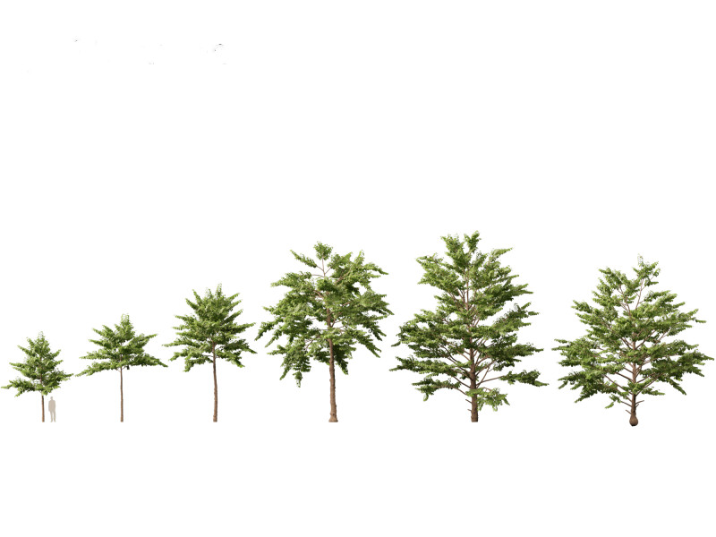 HighpolyLow Poly Neolamarckia cadamba - Burflower-tree 3D Model .c4d .max .obj .3ds .fbx .stl .blend
