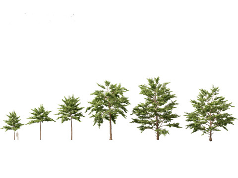 HighpolyLow Poly Neolamarckia cadamba - Burflower-tree 3D Model