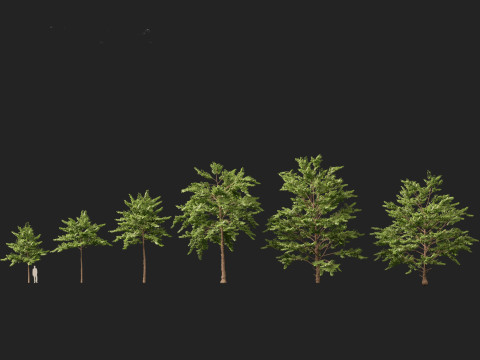 HighpolyLow Poly Neolamarckia cadamba - Burflower-tree 3D Model