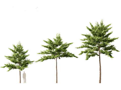 HighpolyLow Poly Neolamarckia cadamba - Burflower-tree 3D Model