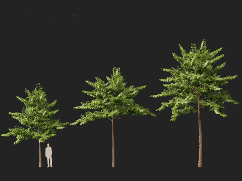 HighpolyLow Poly Neolamarckia cadamba - Burflower-tree 3D Model