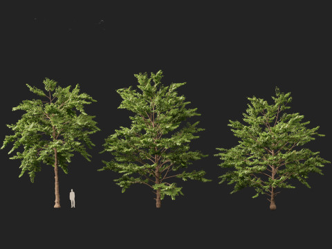HighpolyLow Poly Neolamarckia cadamba - Burflower-tree 3D Model