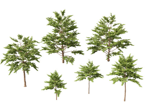HighpolyLow Poly Neolamarckia cadamba - Burflower-tree 3D Model