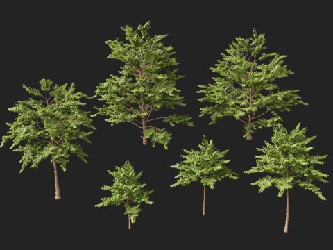 HighpolyLow Poly Neolamarckia cadamba - Burflower-tree 3D Model