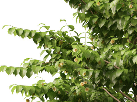 HighpolyLow Poly Neolamarckia cadamba - Burflower-tree 3D Model