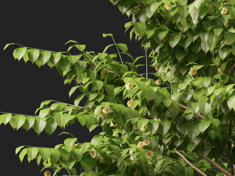 HighpolyLow Poly Neolamarckia cadamba - Burflower-tree 3D Model