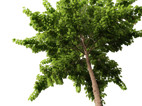 HighpolyLow Poly Neolamarckia cadamba - Burflower-tree 3D Model