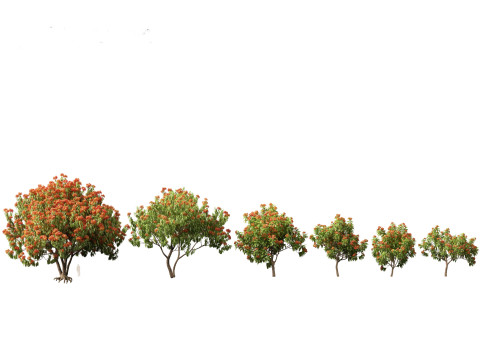 HighPolyLowPoly Saraca asoca - ashoka tree 3D Model