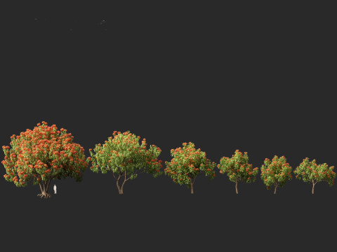 HighPolyLowPoly Saraca asoca - ashoka tree 3D Модель