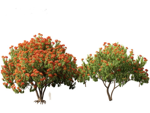 HighPolyLowPoly Saraca asoca - ashoka tree 3D Модель