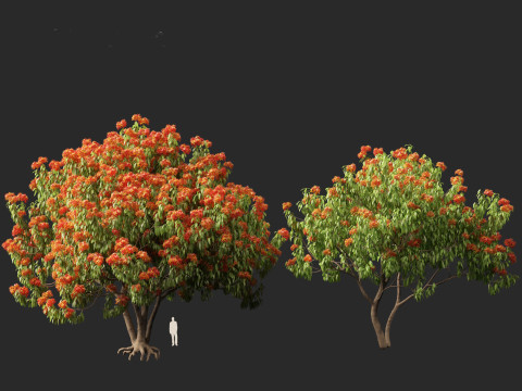 HighPolyLowPoly Saraca asoca - ashoka tree 3D Модель