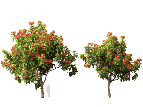 HighPolyLowPoly Saraca asoca - ashoka tree 3D Модель