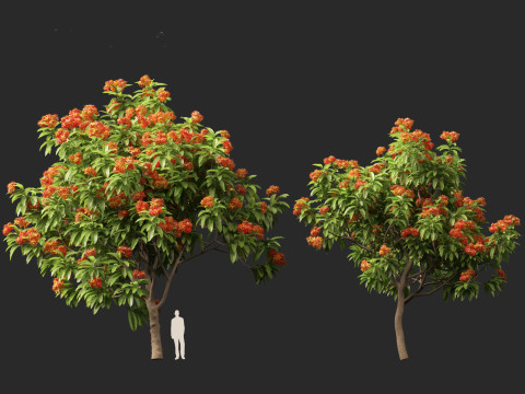 HighPolyLowPoly Saraca asoca - ashoka tree 3D Модель
