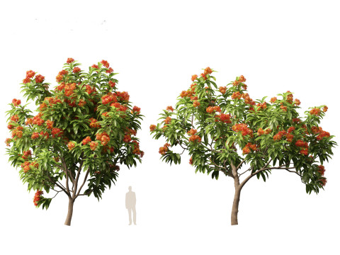 HighPolyLowPoly Saraca asoca - ashoka tree 3D Модель