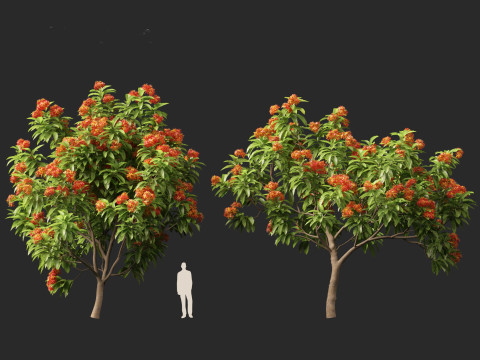 HighPolyLowPoly Saraca asoca - ashoka tree 3D Модель