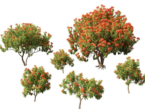 HighPolyLowPoly Saraca asoca - ashoka tree 3D Модель